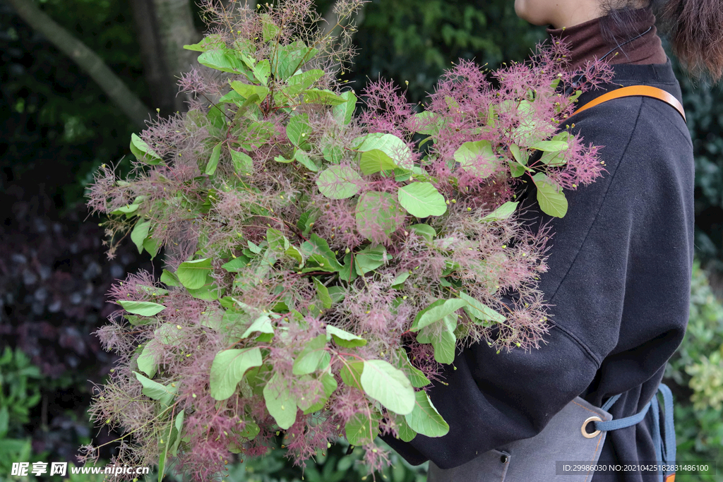 鲜切花 花束 花卉 绿植 花艺