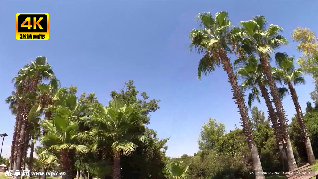 海岛城市椰树林