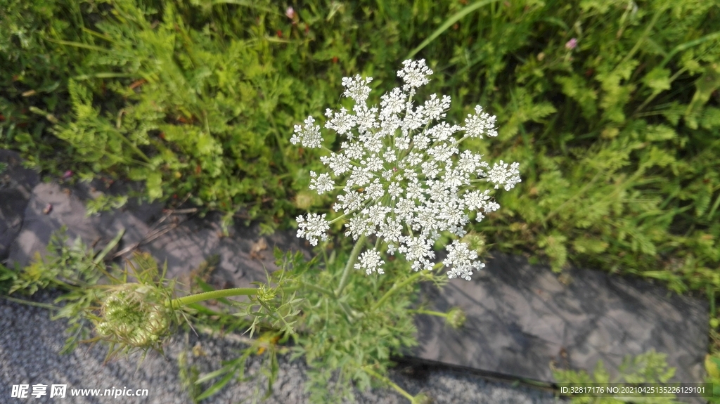 蛇床花