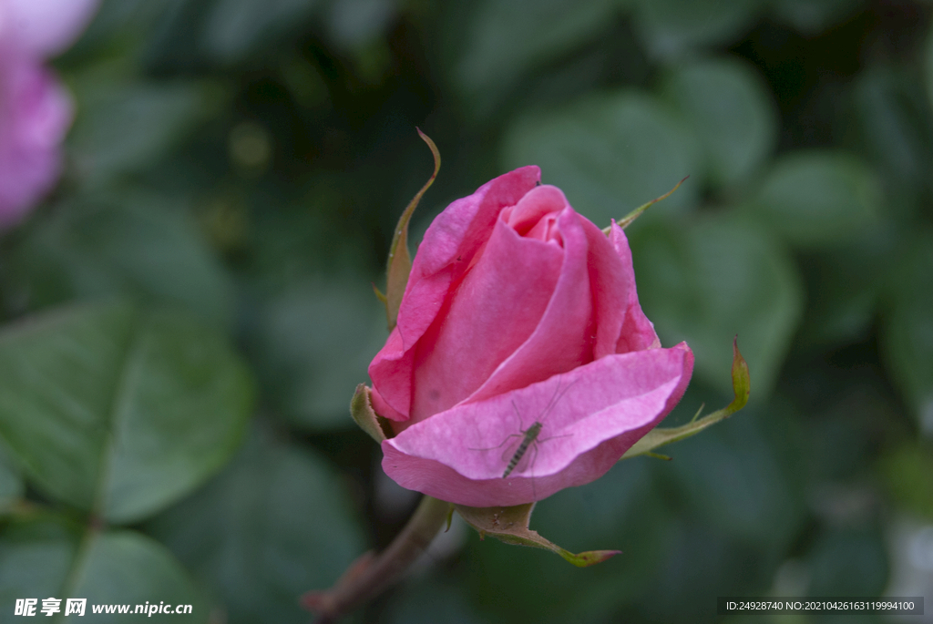 月季花