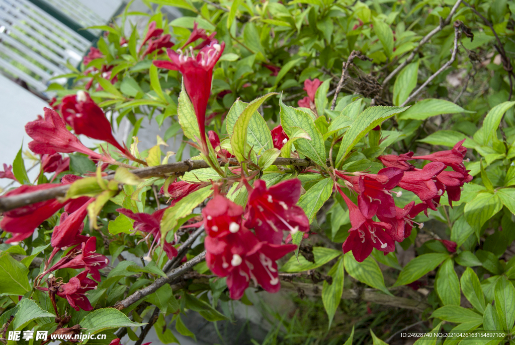 锦带花