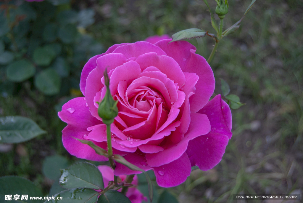 月季花