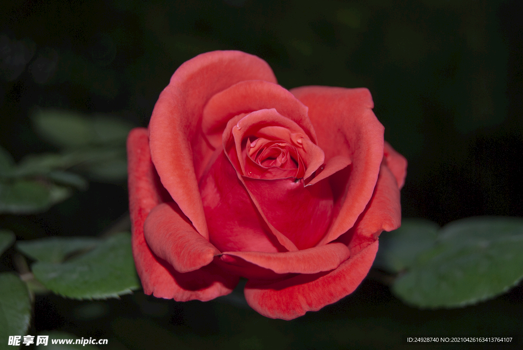 月季花