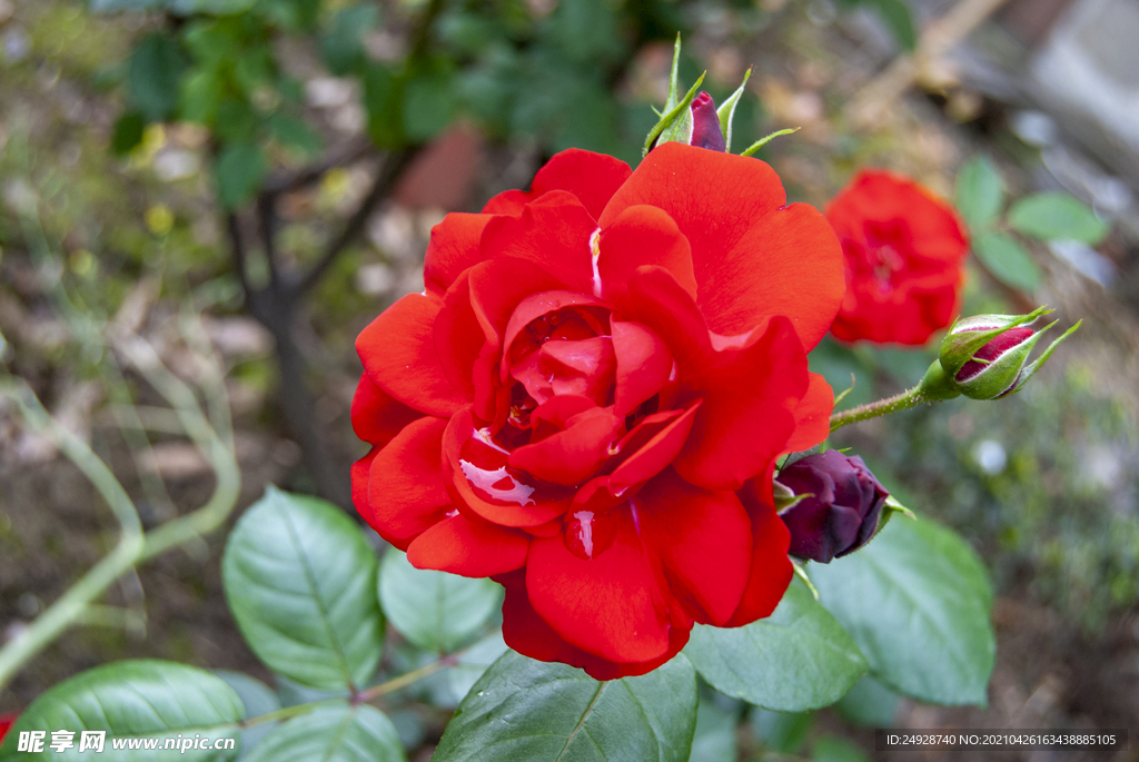 月季花