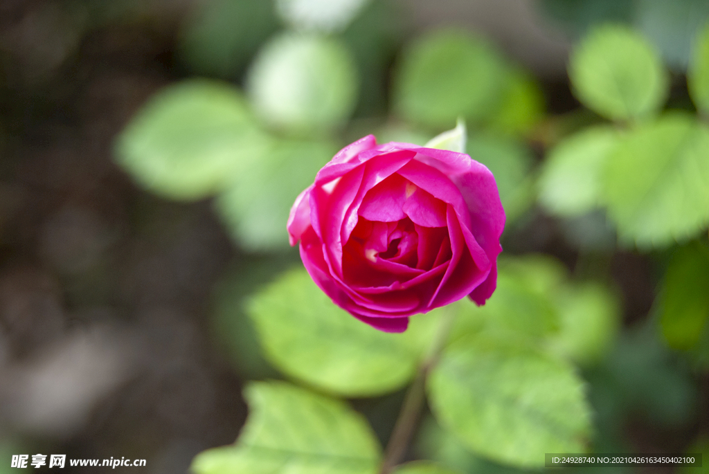 月季花