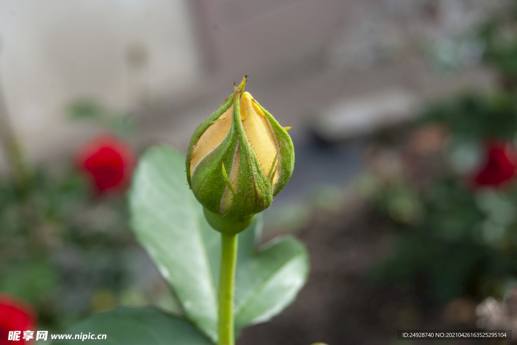 月季花