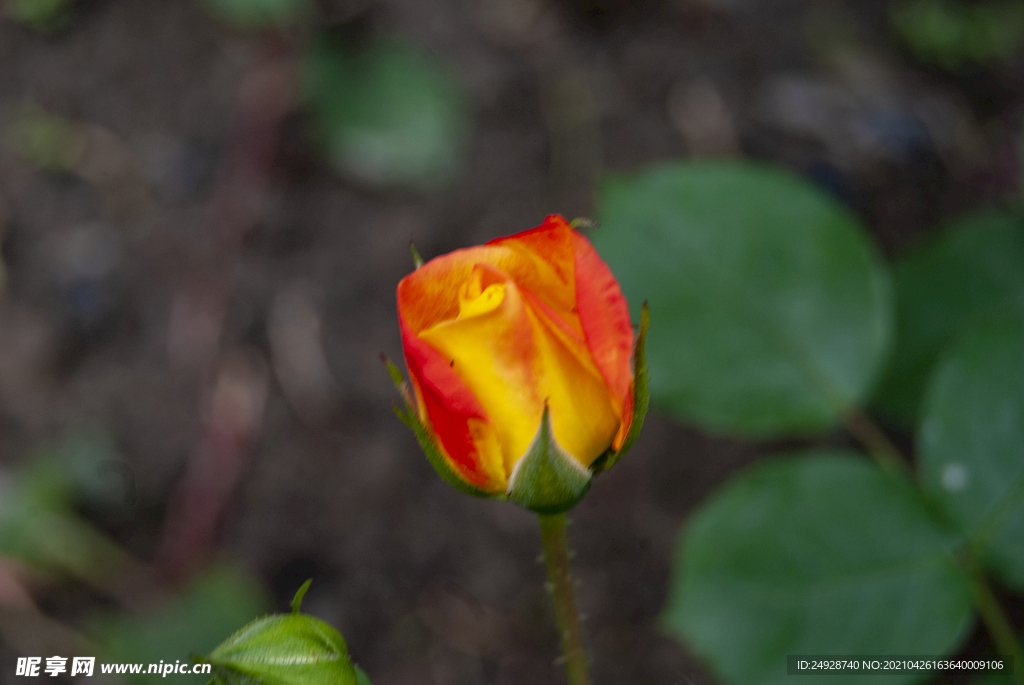 月季花