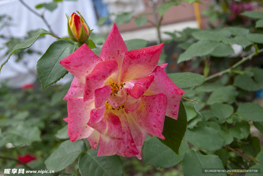 月季花