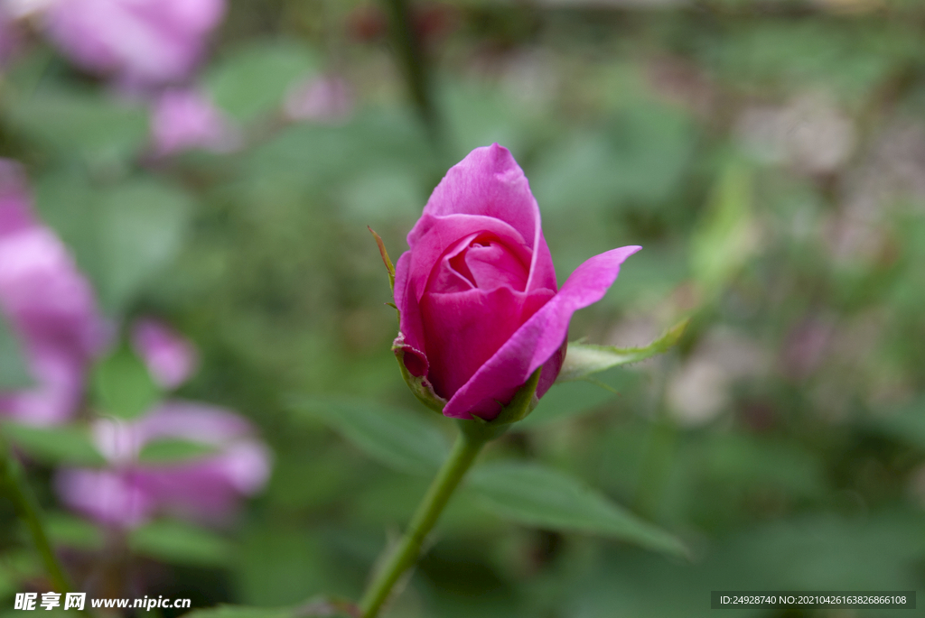 月季花