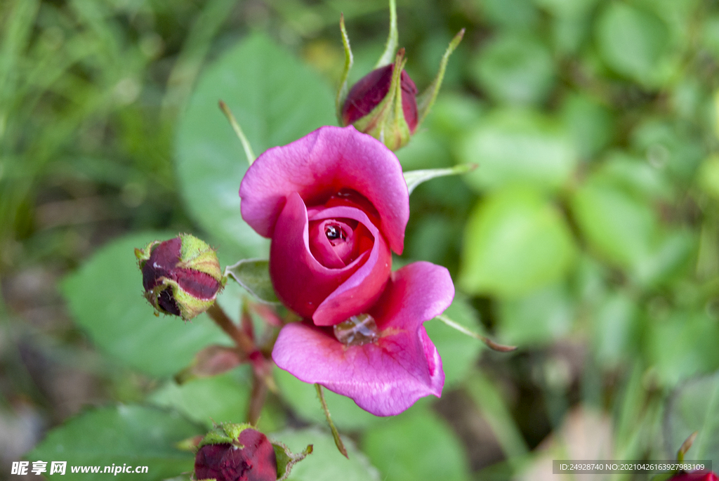 月季花