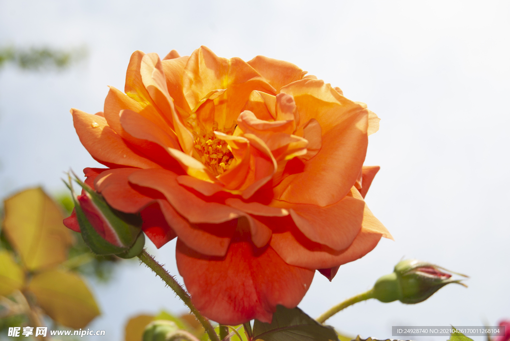 月季花