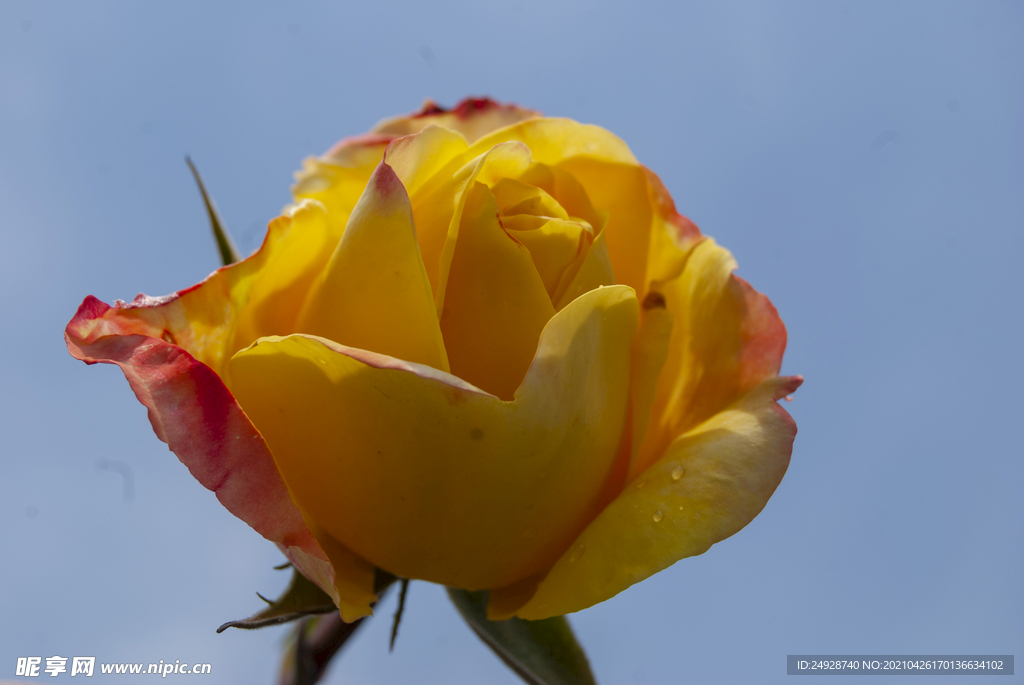 月季花