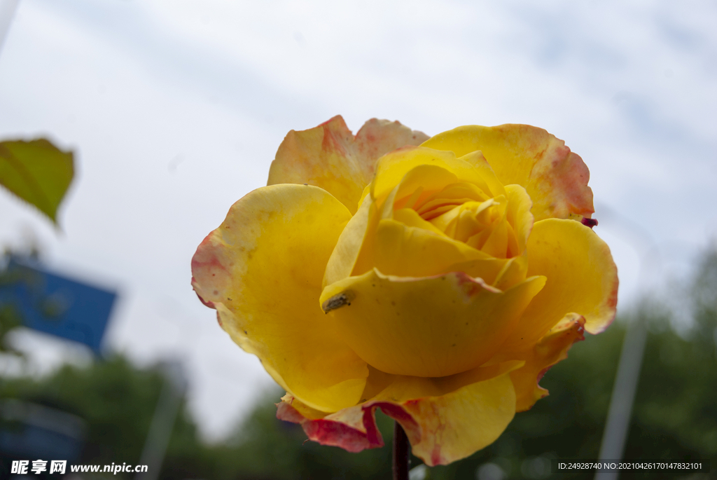 月季花