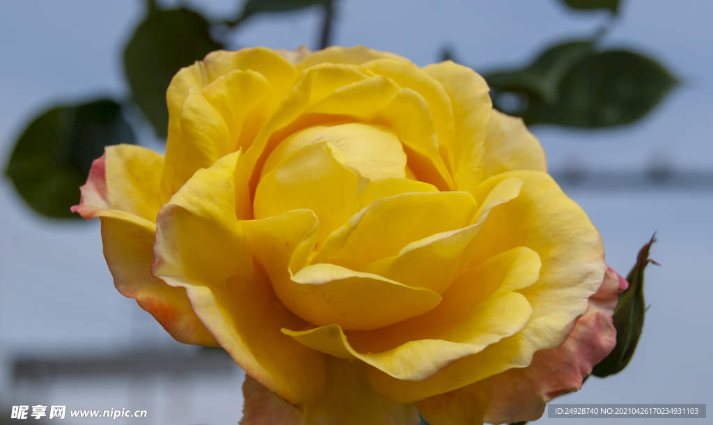 月季花