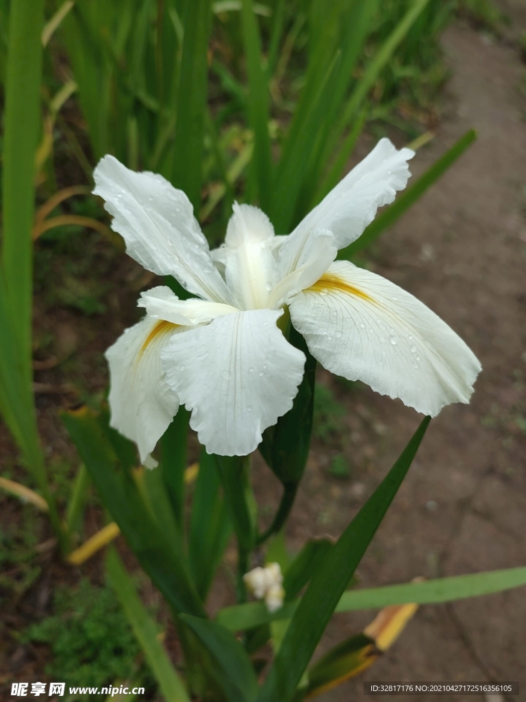 鸢尾