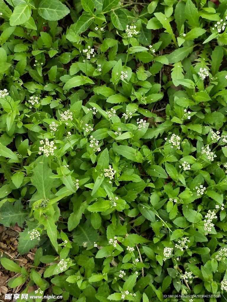 碎米荠