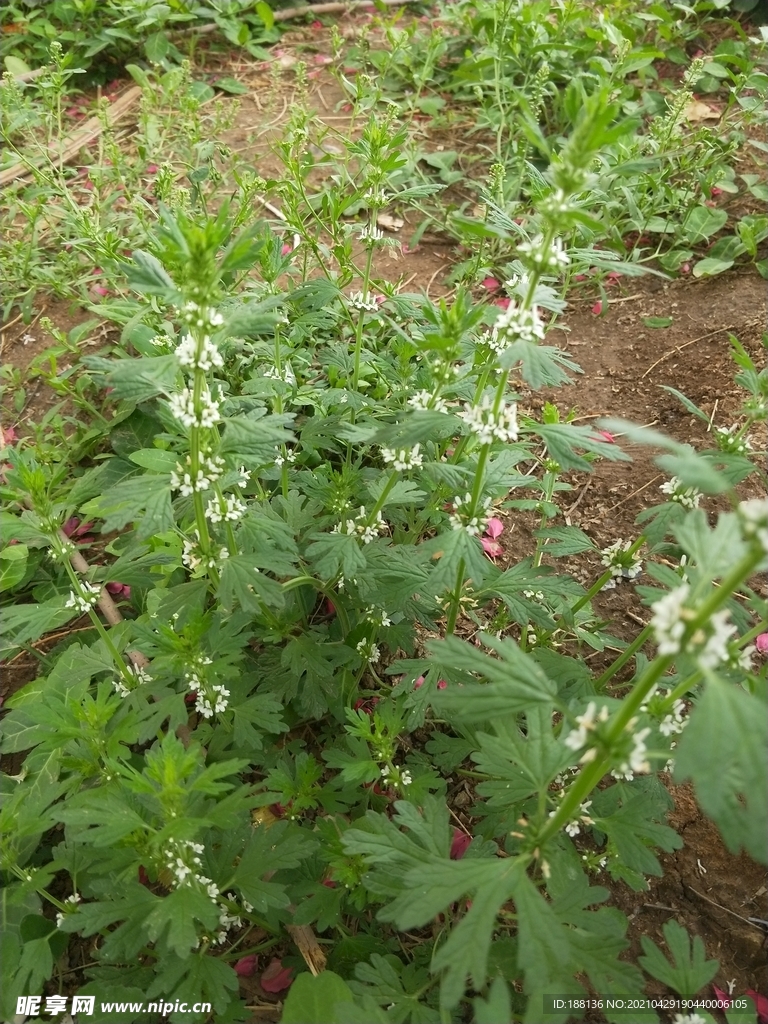碎米荠