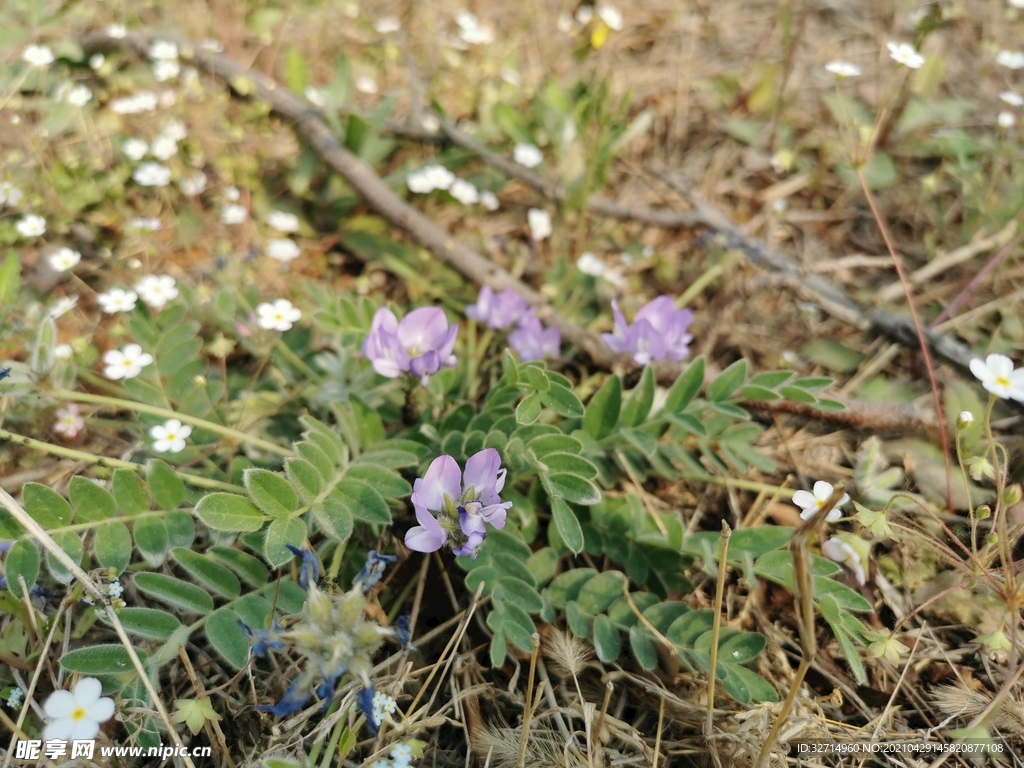 小花从