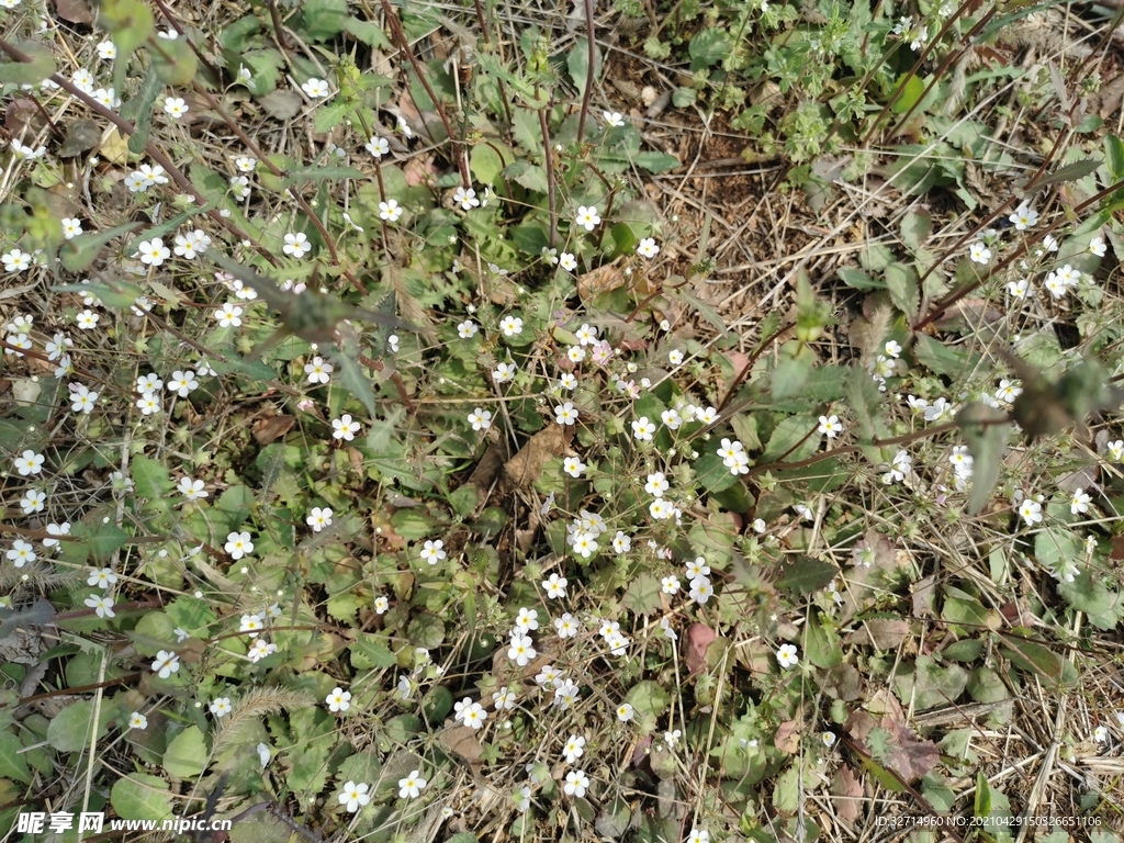 小花丛