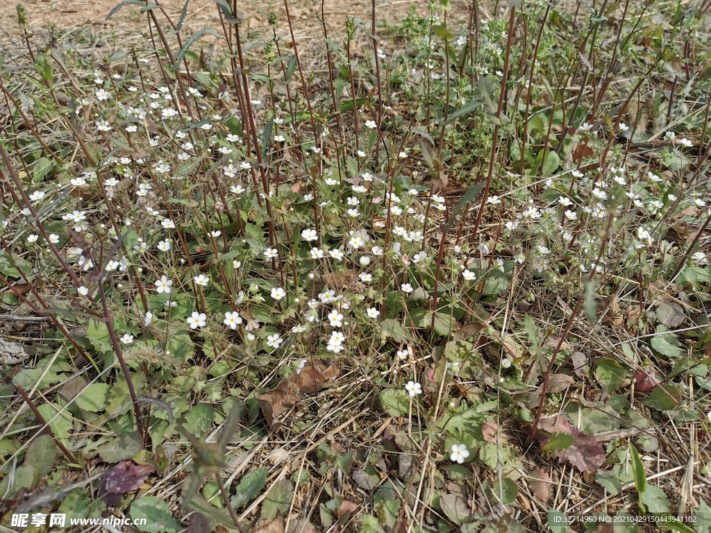 小花丛