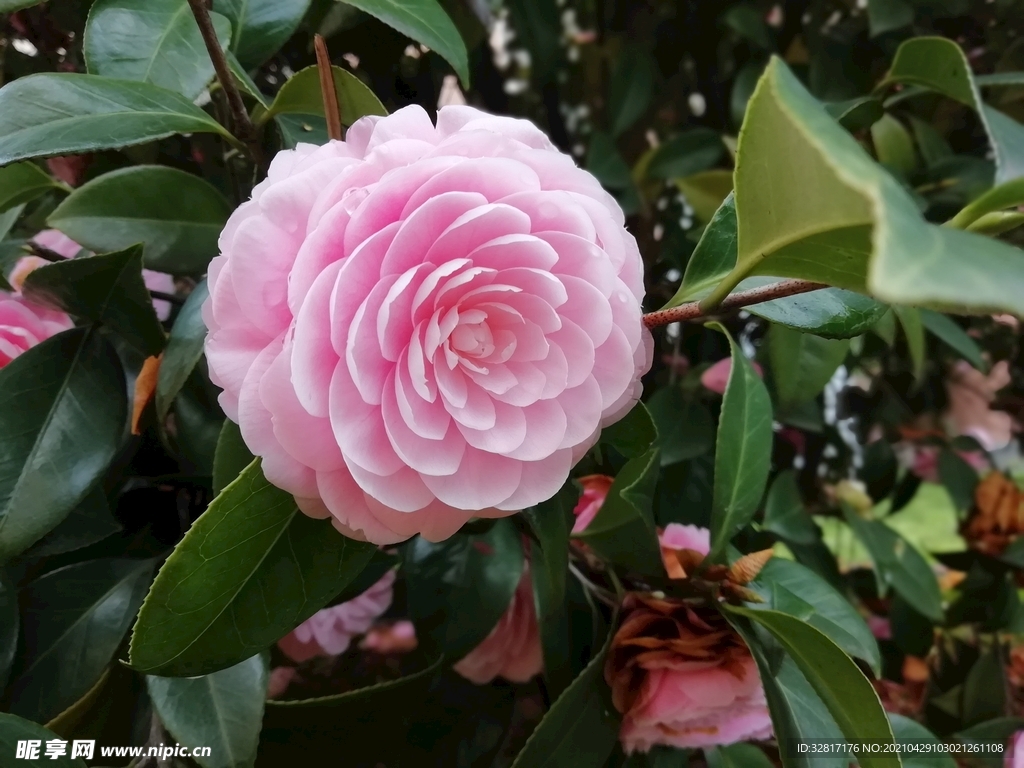 茶花