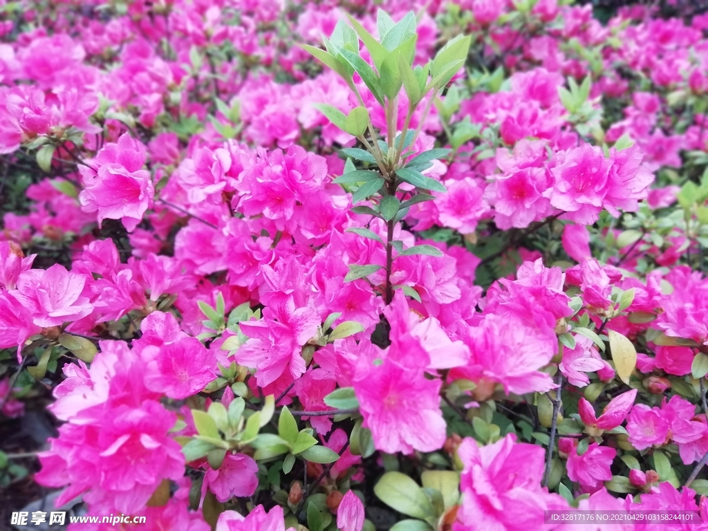 杜鹃花