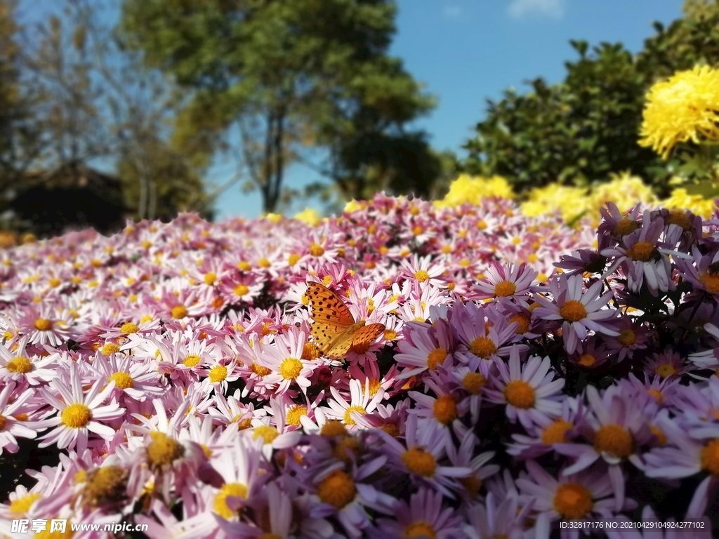 菊花