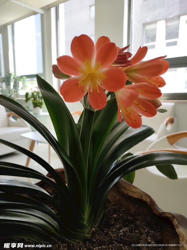 君子兰剑叶石蒜室内盆栽绿植