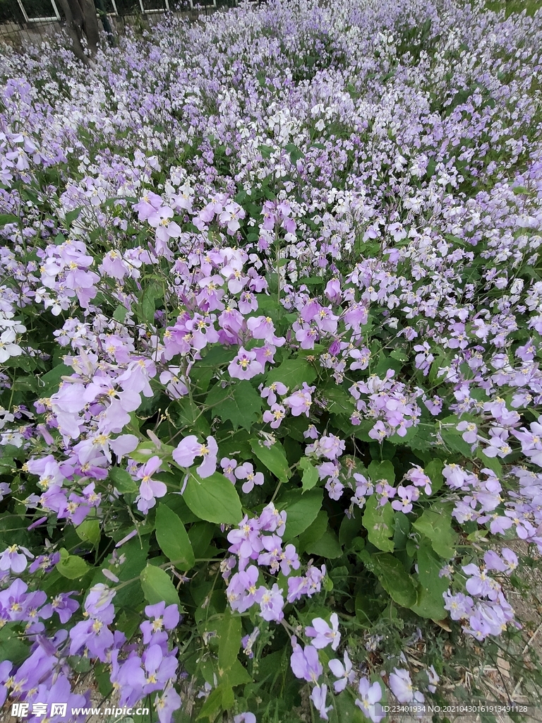 二月兰紫金草诸葛菜路边野花