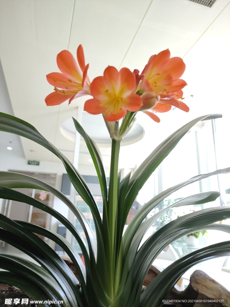 君子兰剑叶石蒜室内盆栽绿植