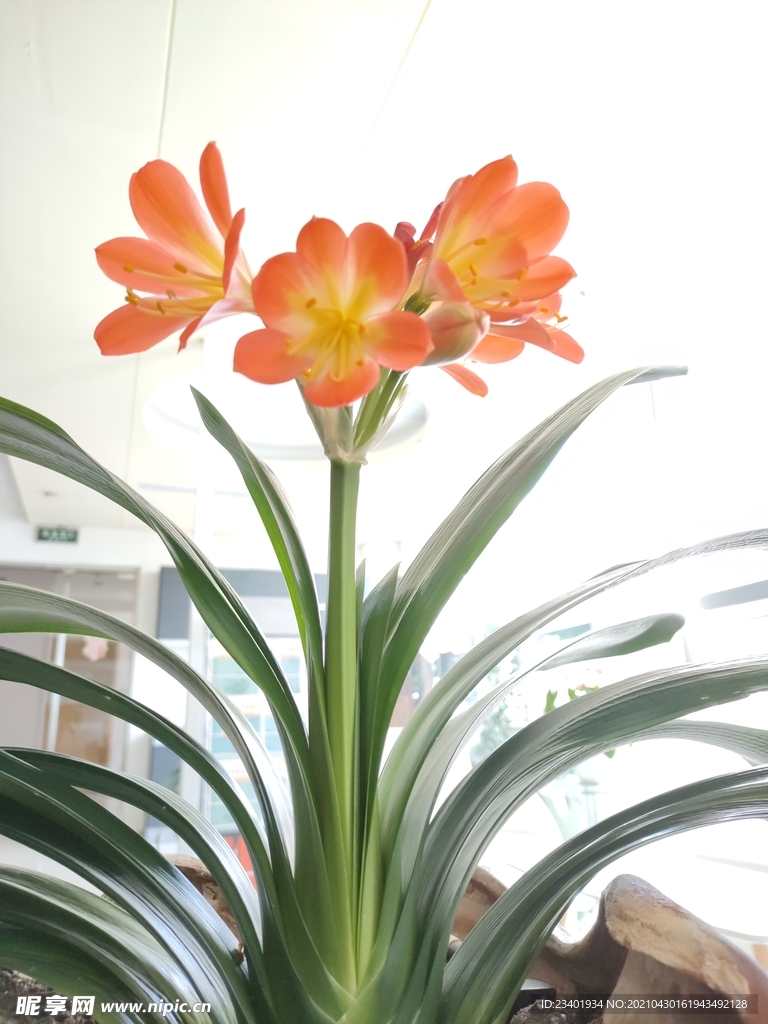 君子兰剑叶石蒜室内盆栽绿植