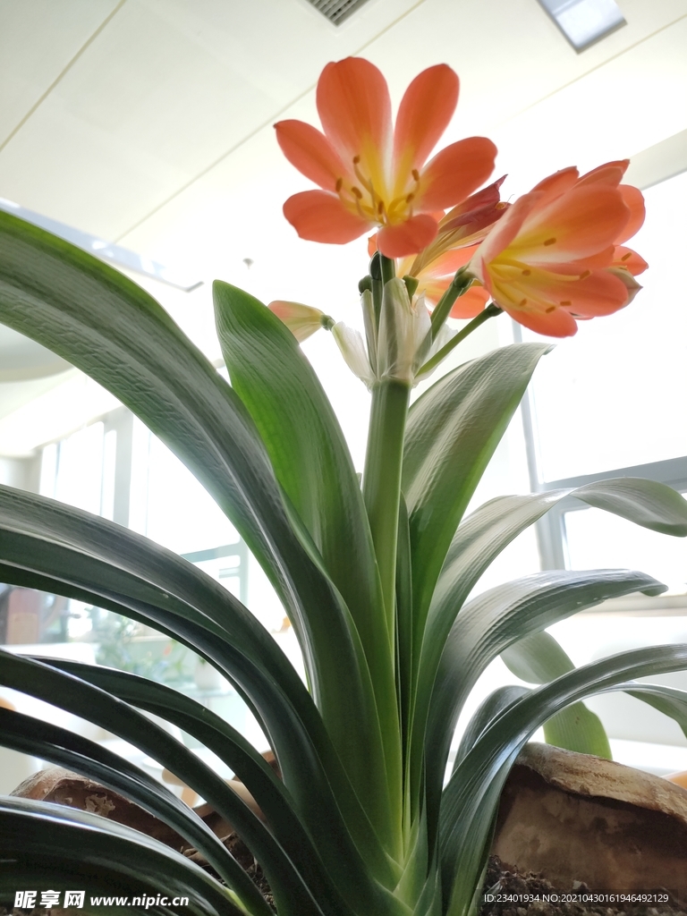 君子兰剑叶石蒜室内盆栽绿植