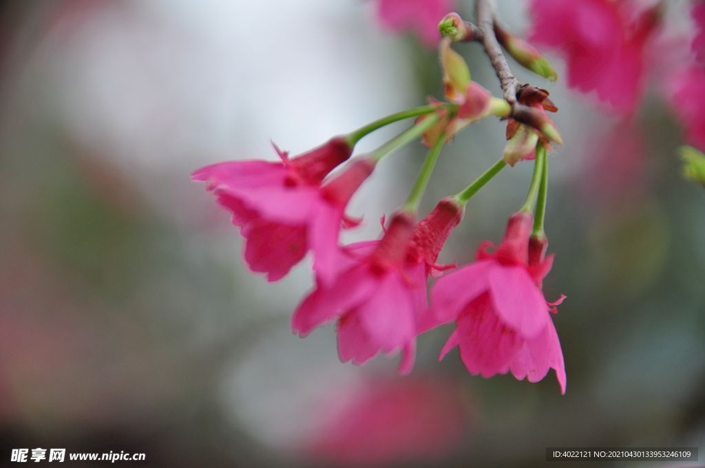 樱花