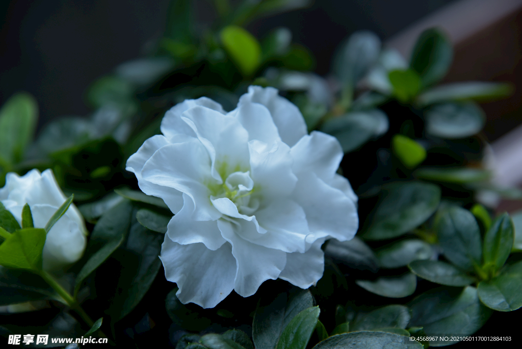 杜鹃花