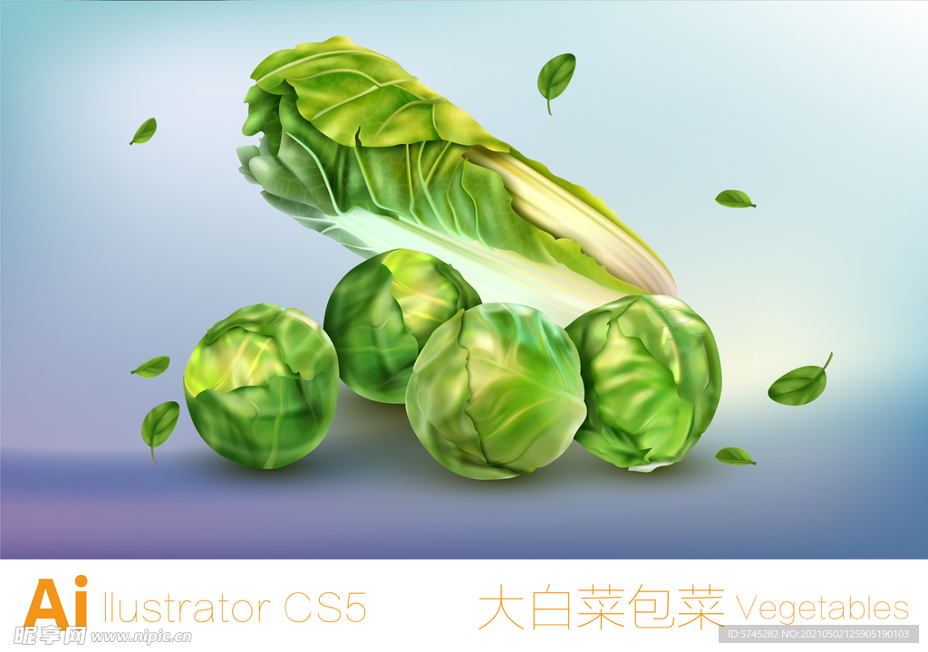 大白菜包菜 矢量蔬菜 绿色
