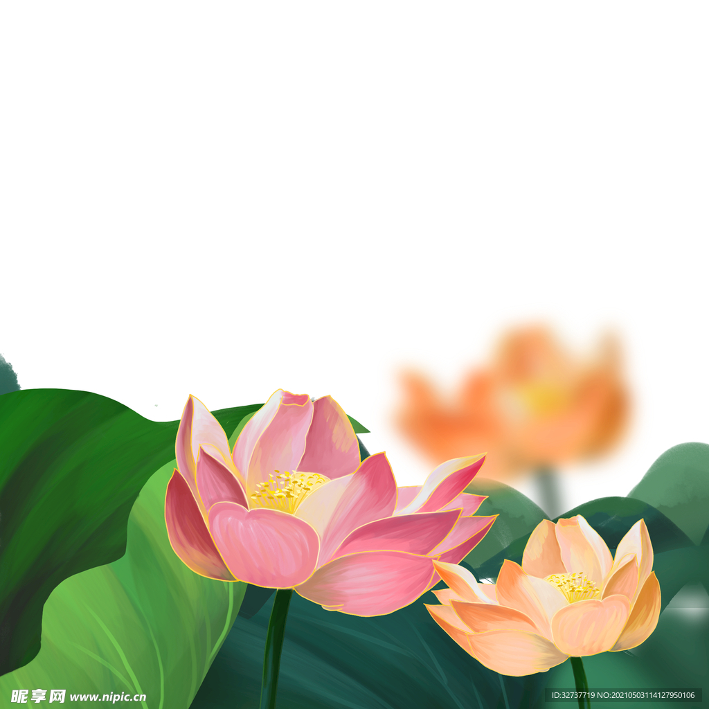 插画夏季荷叶荷花元素