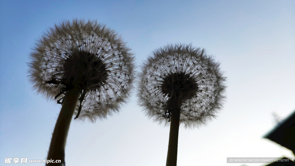 蓝天下的蒲公英