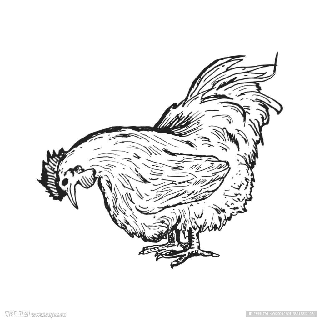 手绘线描黑白母鸡