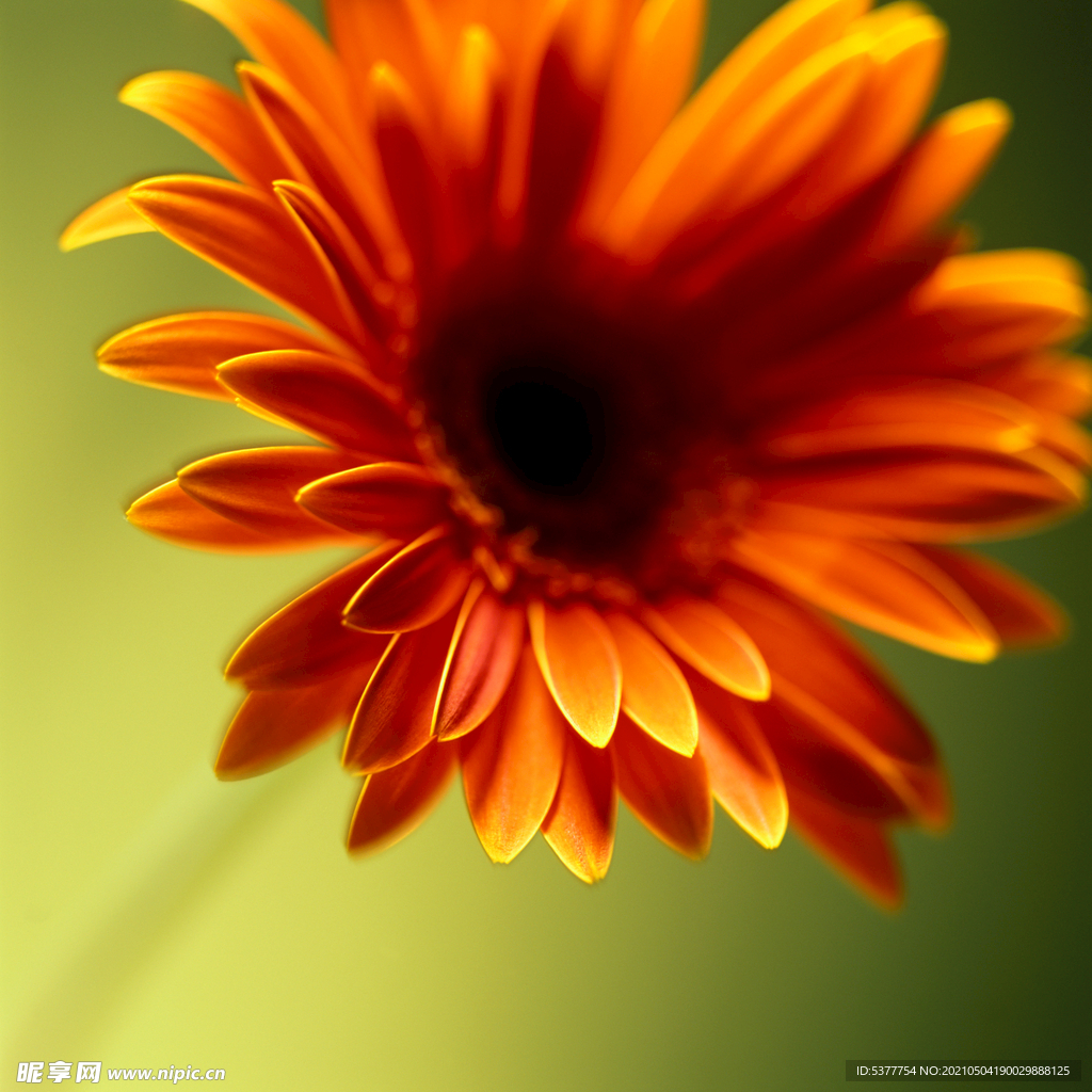 非洲菊 扶郎花