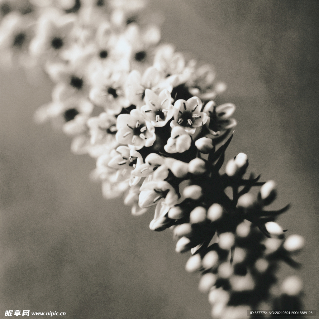 黑白 花