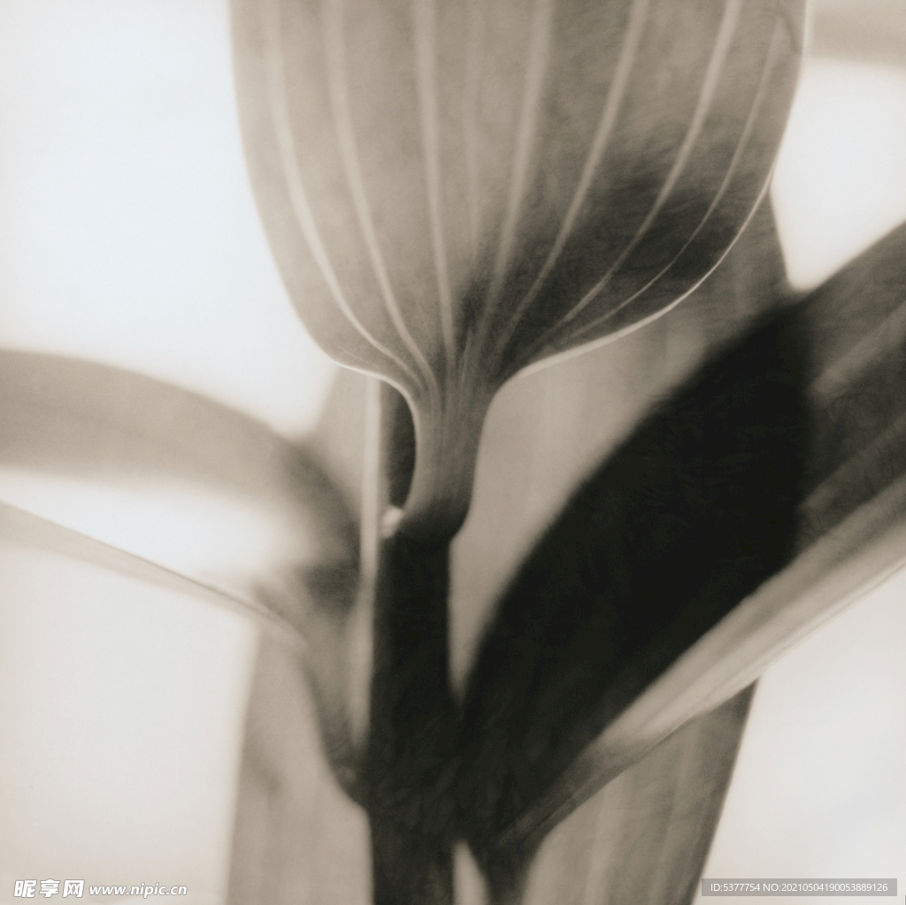 黑白植物