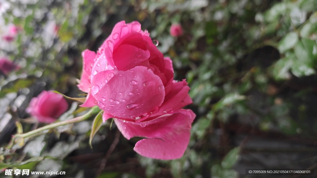 雨中月季