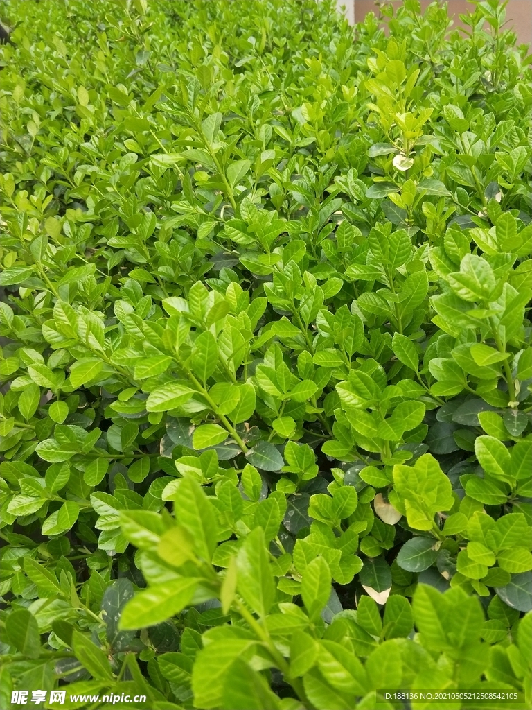 绿叶冬青 嫩芽图片