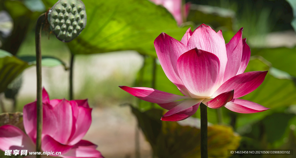 荷花场景特写图