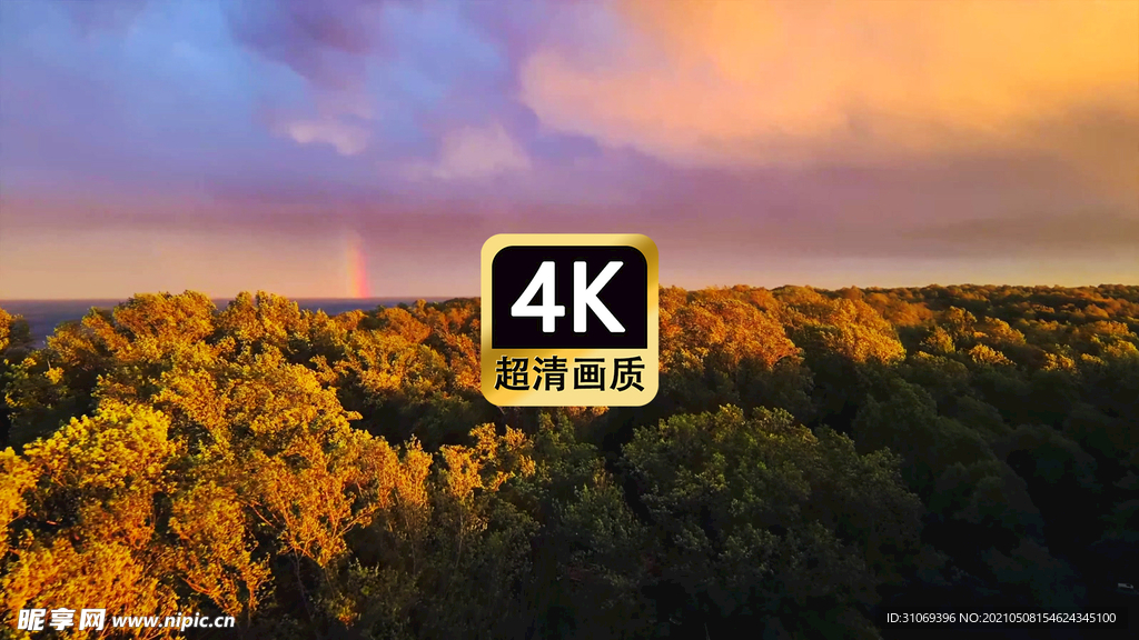 航拍夕阳下的森林