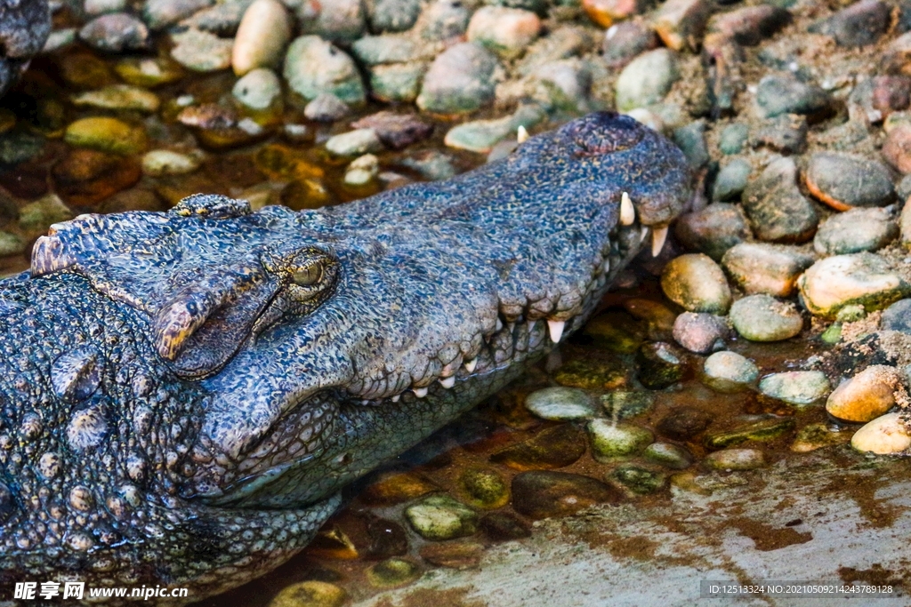 鳄鱼