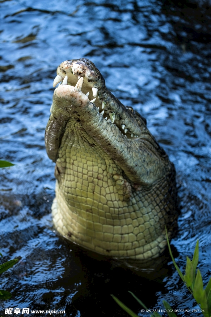 鳄鱼