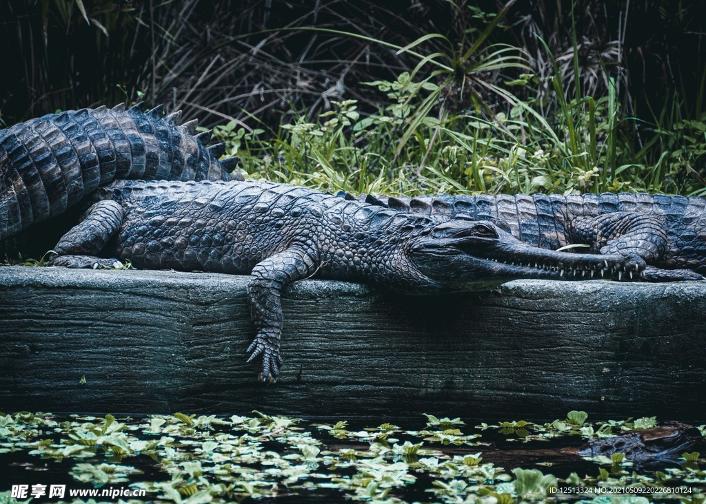 鳄鱼