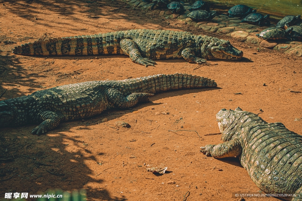 鳄鱼