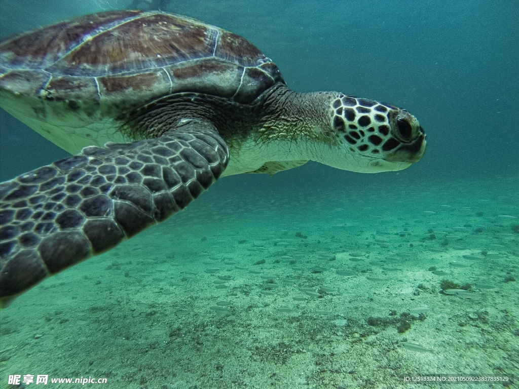 海龟
